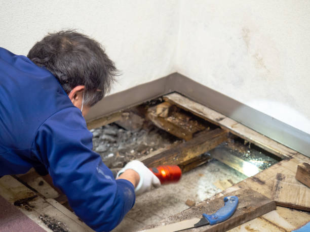 Best Mold Removal Near Me  in Jeffersonville, KY