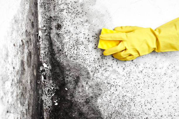Best Best Mold Removal Companies  in Jeffersonville, KY
