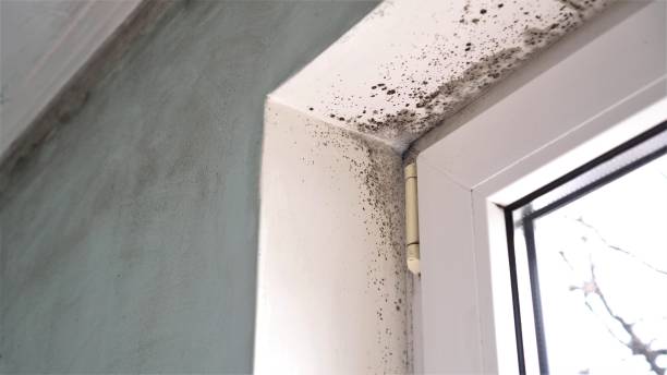 Best Home Mold Removal  in Jeffersonville, KY