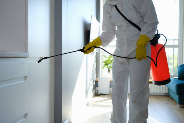 Best Mold Removal Company Near Me  in Jeffersonville, KY