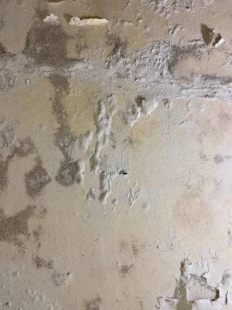 Best Residential Mold Removal  in Jeffersonville, KY