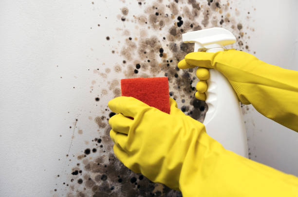 Best Mold Cleaning Services  in Jeffersonville, KY