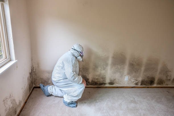 Certified Mold Removal in Jeffersonville, KY