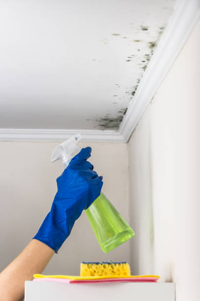 Best Best Mold Removal Companies  in Jeffersonville, KY
