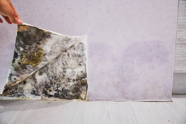 Best Certified Mold Removal  in Jeffersonville, KY